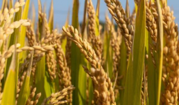 91O8稻种直播一亩多少斤种子,91O8稻种直播一亩需多少斤种子？揭秘高效种植秘诀